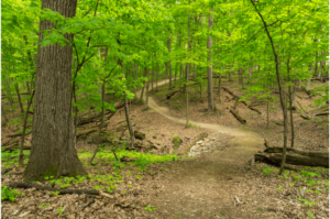 Mineral Springs Nature Trail Near Blue Ridge, GA